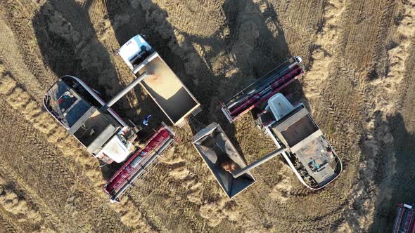 Aerial Panorama of Two Combine Harvesters Fill the Truck Body with Grain