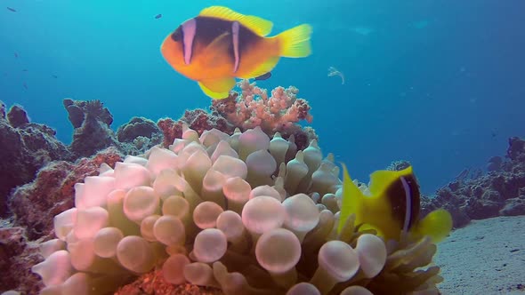 Underwater Clownfish and Sea Anemone