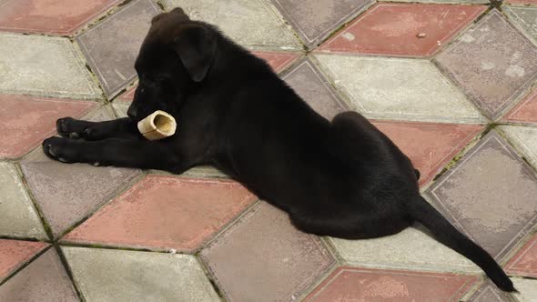 Cute black puppy playing with an old bone lying on a sidewalk tile