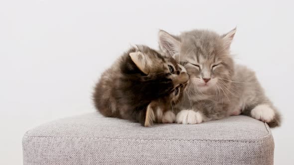 Little Kittens Sleeping and Playing with Each Other