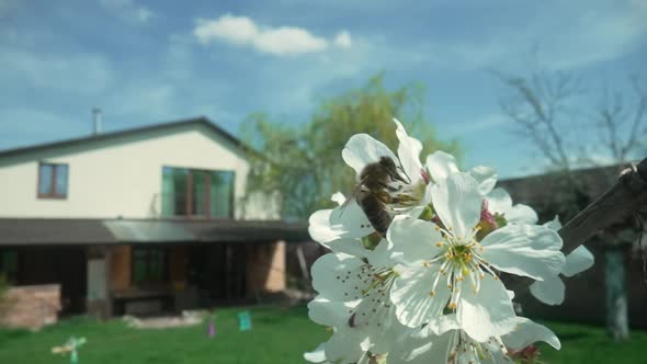 A Honey Bee Sits on a Branch of a Spring Apple Tree with White Flowers Against a Blue Sky and a