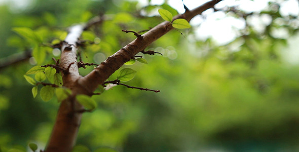 Rain On Leaves 2