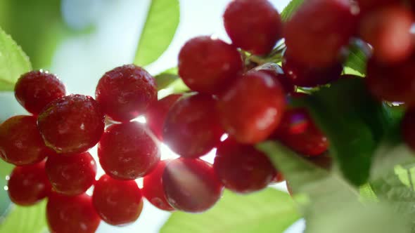 Red Wet Cherry Shining on Branch Tree Closeup