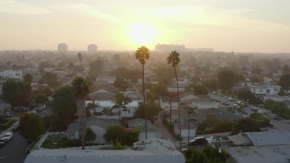 AERIAL: Flight Over Two Palm Trees in Sunlight , Sunset in Venice, California, 