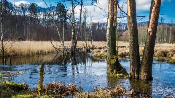 First rays of the sun over the swamps after winter, timelapse 4k