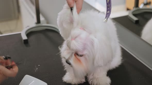 Close-up Doctor Veterinary Clinic Cuts Scissors Bichon Bolognese.