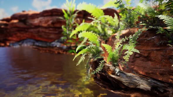 Tropical Golden Pond with Rocks and Green Plants