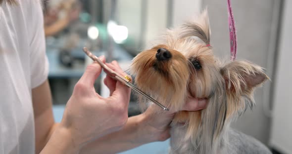 Woman Groomer Cutting Terrier Hair with Scissors