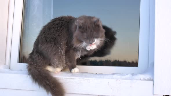 Gray Cat in the Snow