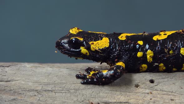 Fire Salamander. Salamandra Maculosa on Wooden Snag at Black Background. Close Up