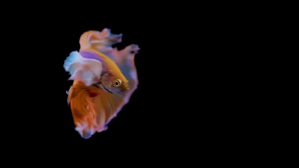 The colorful Siamese Elephant Ear Fighting Fish Betta Splendens, also known as Thai Fighting Fish or