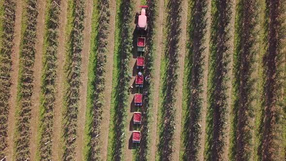 An aerial following view of a truck loaded up with freshly picked apples. Apple harvest.