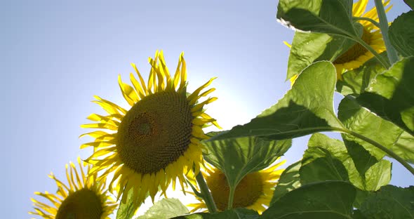 Sunflower Field In The Wind