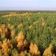 Aerial View at Autumn Mixed Forest at Day - VideoHive Item for Sale