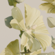 Alcea Rugosa - 3DOcean Item for Sale