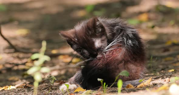 Stray Cat is an Unowned Domestic Cat That Lives Outdoors and Avoids Human Contact