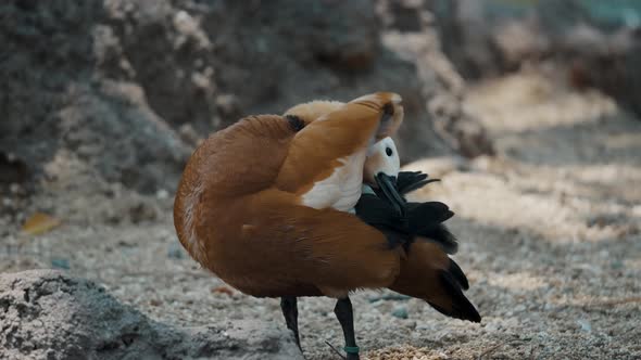 Ruddy Shelduck Preening Its Feathers Near Rivershore. Close up