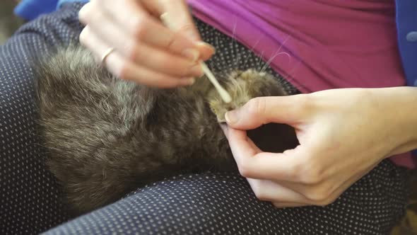 Cleaning the Ears of a Small Kitten at Home