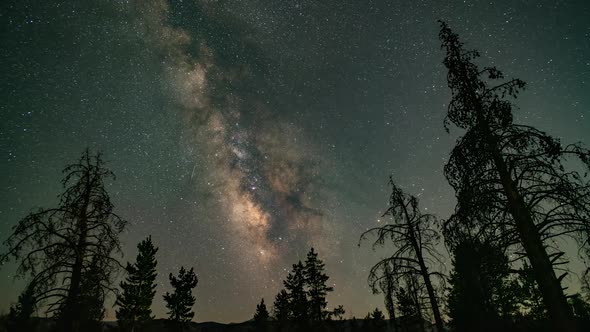 Trees silhouetted against the night sky during timelapse of the milky way