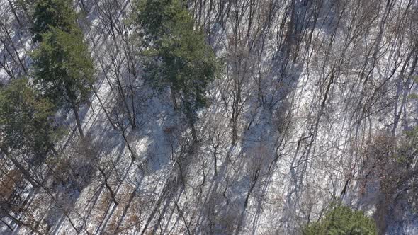 Long tree shadows on snowed ground in woods 4K drone video