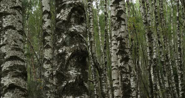 Birch forest near Le Plan de Monfort, the Cevennes National park, Lozere department, France