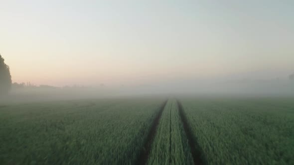 Flight Above Wheat Field