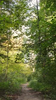 Vertical Video Forest with Trees in the Fall