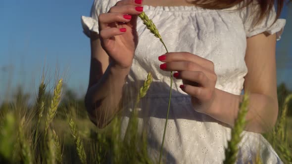 ÇYoung Woman Touches the Spikelet in Her Hands Closeup. A Girl in a White Dress Stands in a Green