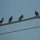 Birds on a Wire - VideoHive Item for Sale