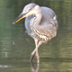Heron Fishing In Pond - VideoHive Item for Sale