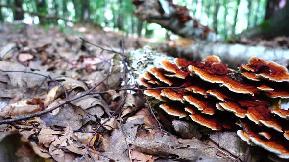 Forest Mushrooms