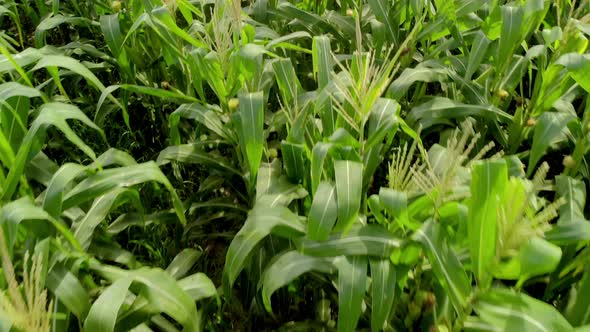 Green Maize Corn Field Plantation In Summer Agricultural Season. Flight Above Green Corn Field Durin