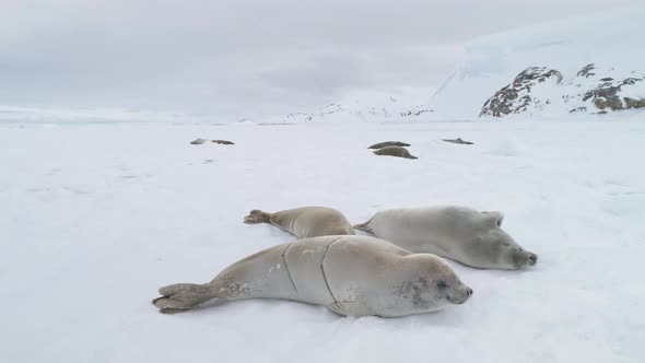 Weddell Seal Arctic Cold Ice Close-up View