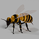 Honey Bee 3d Model