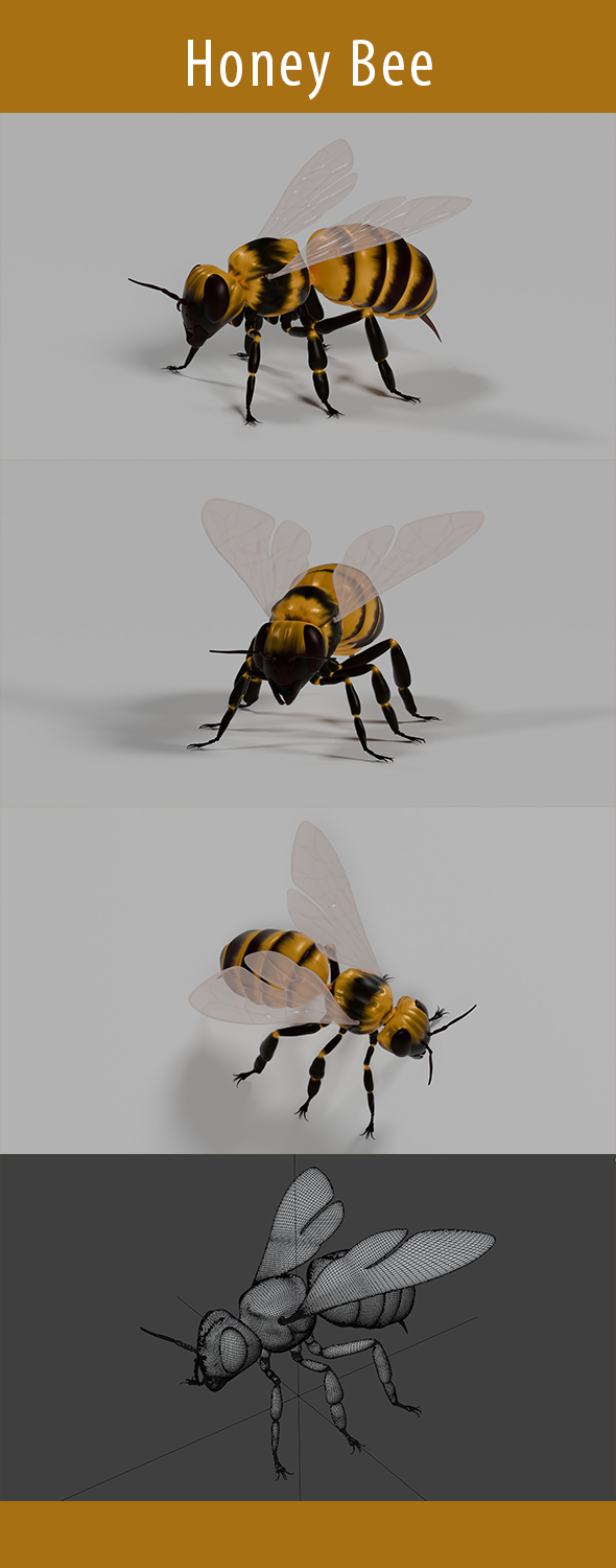 Honey Bee 3d Model