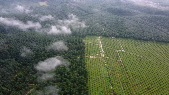 Aerial view different age oil palm tree plantation