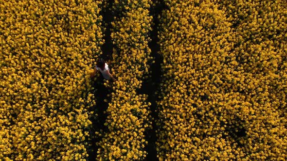 Aerial Top View: Woman in White Dress Walks in Rapeseed Field