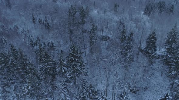 Winter Forest Aerial Orbiting Shot