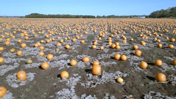 Pumpkin Patch on a Farm Ready for Harvest Aerial Flyover