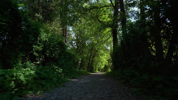 Walk in the forest shade among the trees