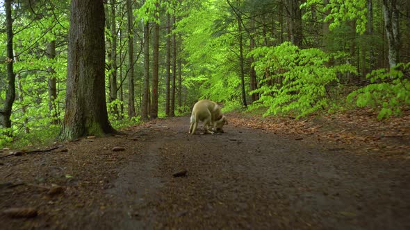 Brown blonde dog Labrador puppy runs in the mountain forest. 