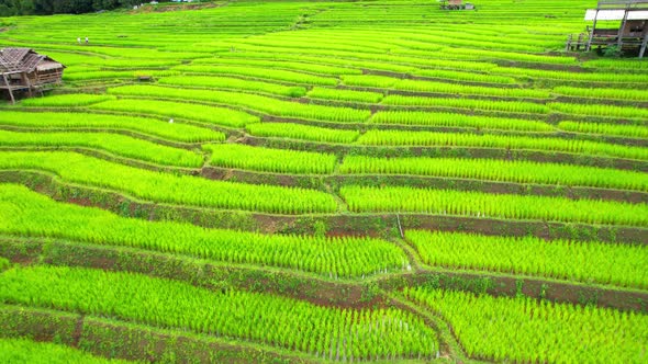 Aerial drone footage of rice terraces and farmer village at Pa pong piang