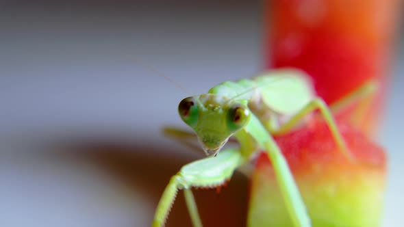A Soft Closeup Shot of a Vietnamese Praying Mantis Hanging From a Stalk of Green Grass Preparing to