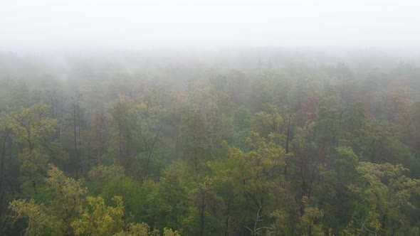 Forest in Fog in Rainy Autumn Weather. Ukraine. Aerial View, Slow Motion