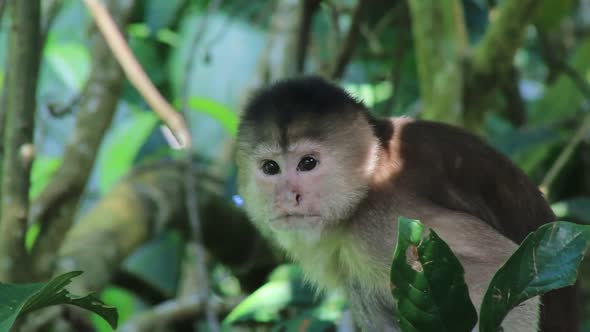 A close up of a capuchin monkey Cebus Albifrons looking around in the rainforest of the Amazon 