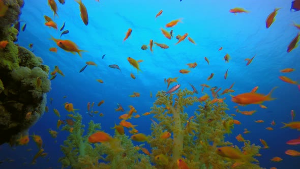 Colorful Fish and Soft Coral