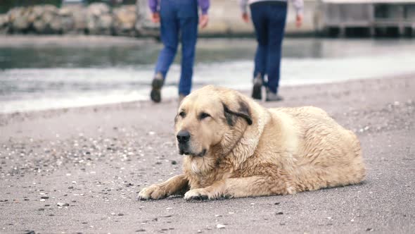 Dog on the Beach