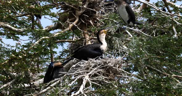 Reed Cormorant or Long-Tailed Cormorant, phalacrocorax africanus, Nesting on the Top of a Tree