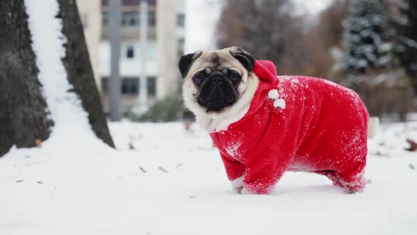 Funny Pug in a Santa Claus Suit Stand in the Snow in the Winter Park. Christmas or New Year