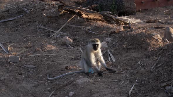 Vervet monkey in a Kenyan national park